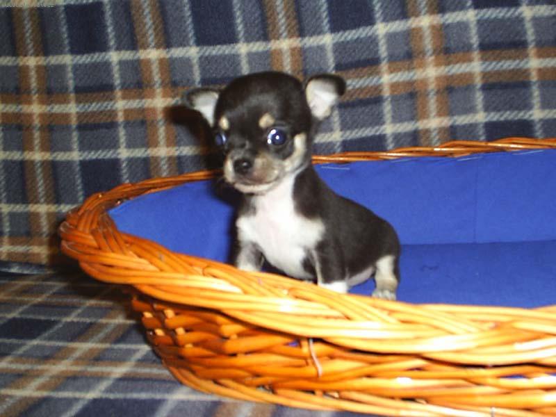 Foto: chihuahua
