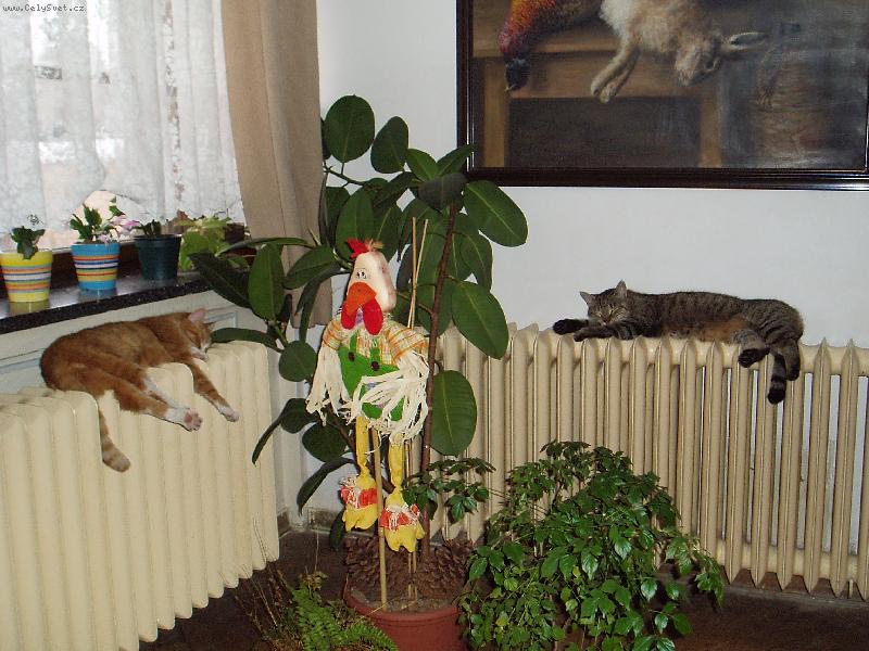 Foto: siesta