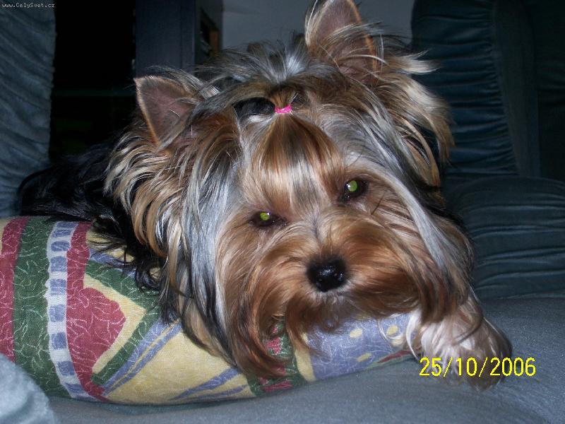 Foto: Bessy