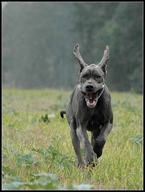 Foto: Radost......