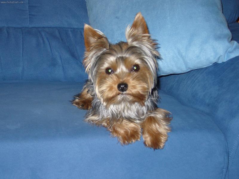 Foto: MIA z D���na-nevi��tko