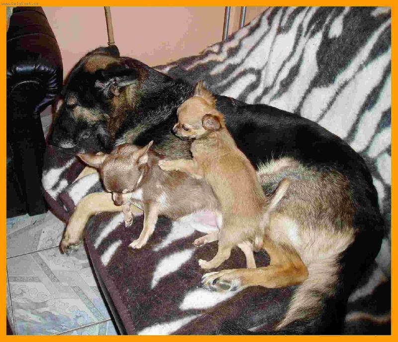 Foto: Mal� gau�
