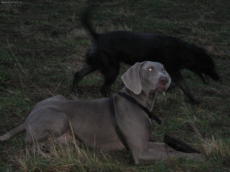 Foto: Archie