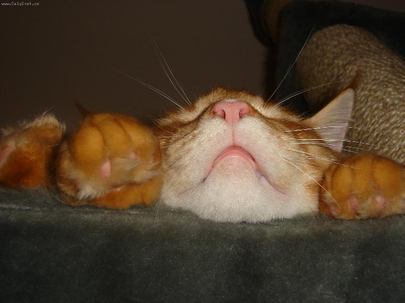 Foto: Kifulka
