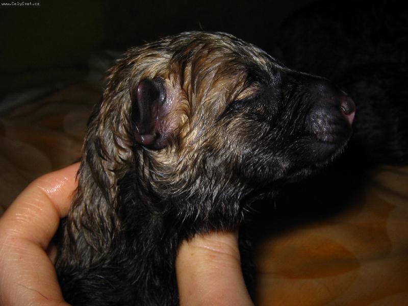 Foto: stene