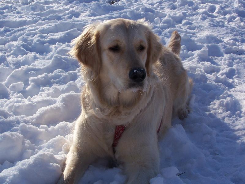 Foto: meginka ve sn�hu