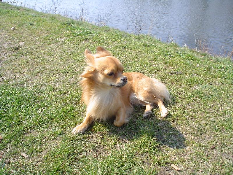 Foto: �iko