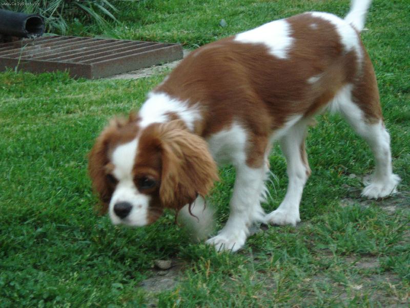 Foto: Lilka