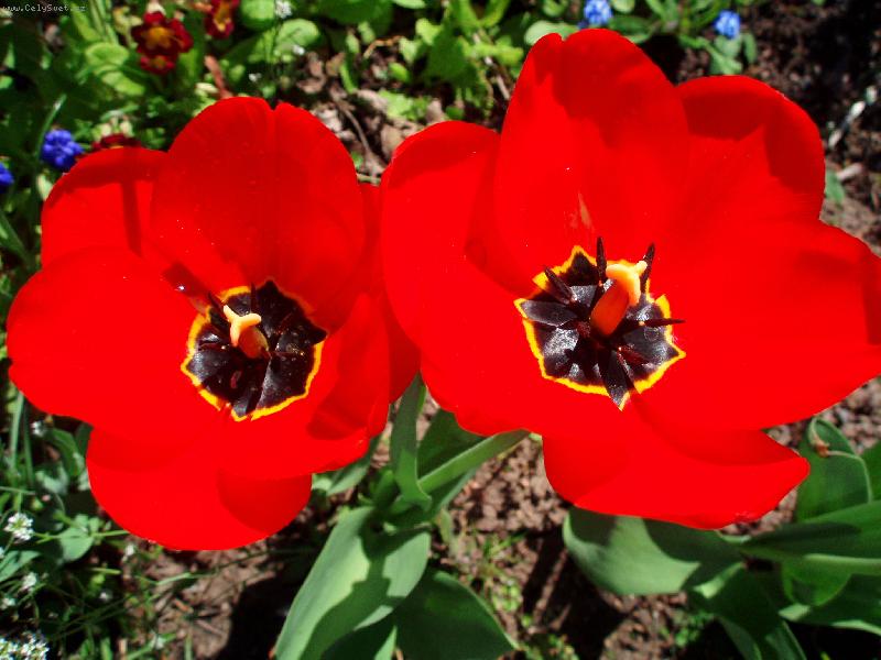 Foto: tulip�n