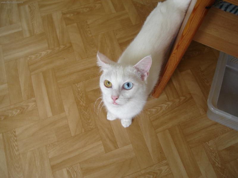 Foto: Micinka