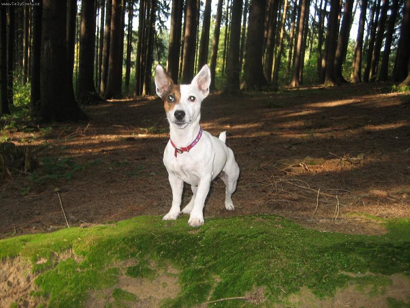 Foto: Ebby-Na mechu