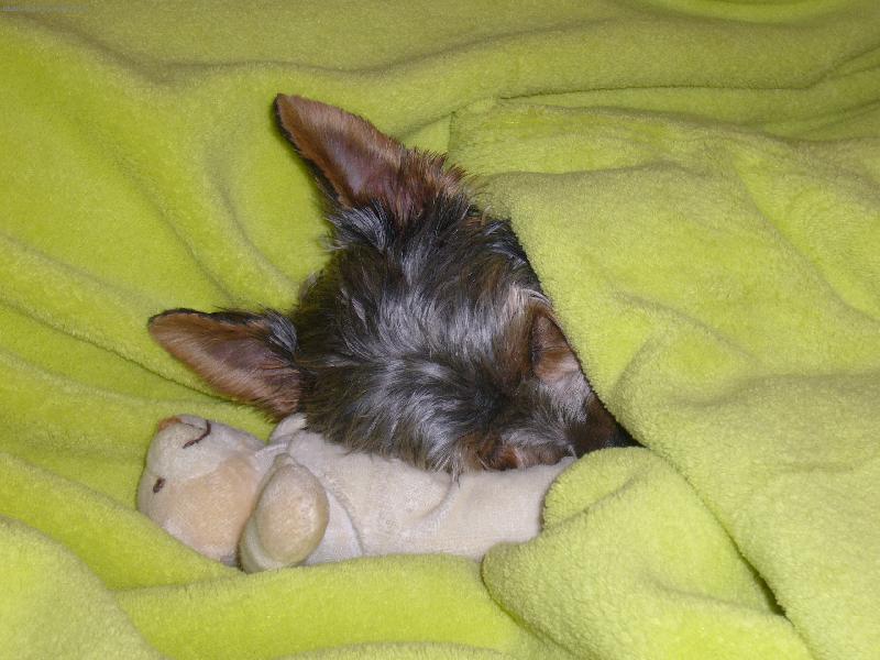 Foto: dobrou noc