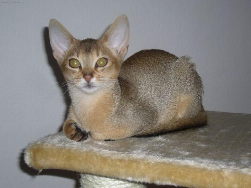 Foto: Na�e Cookie