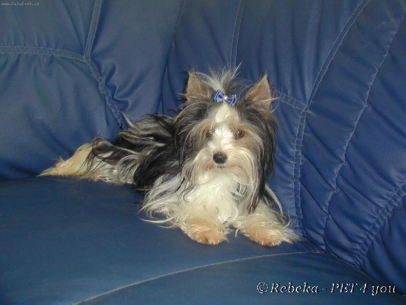 Foto: Princ Charles