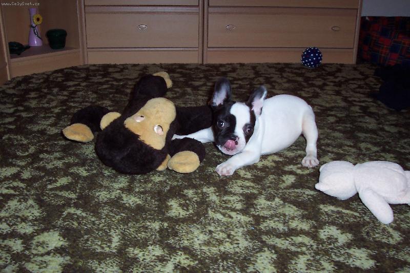 Foto: Chucky s Judy