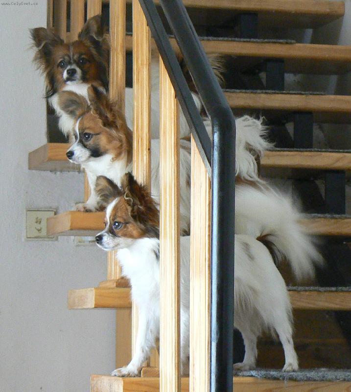 Foto: Papillonci3