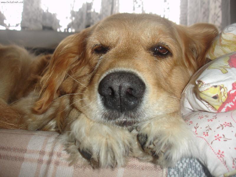 Foto: Nellu�ka