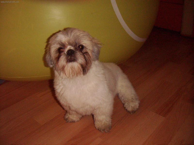 Foto: zuz�k-miss