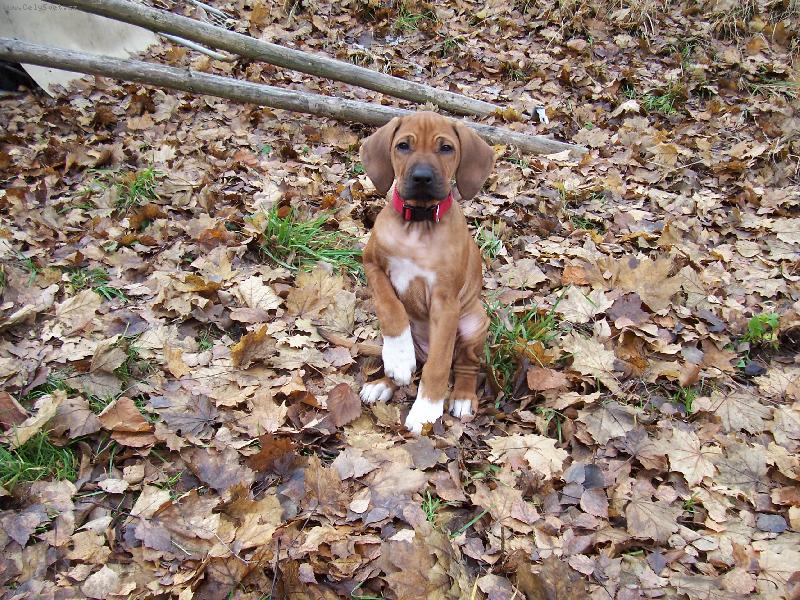 Foto: Belinka