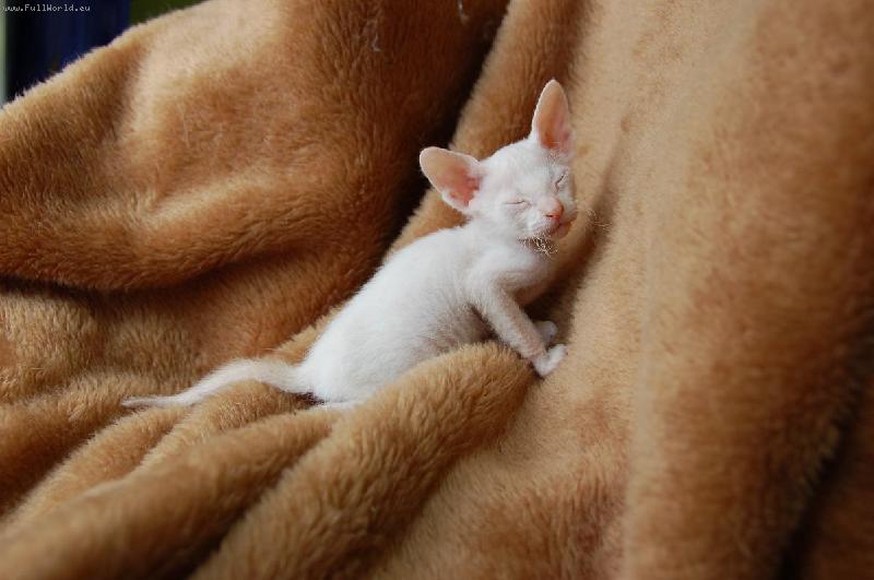Foto: 5 week kitten