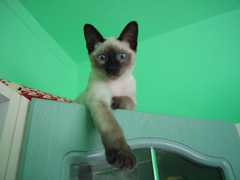 Foto: Mici na lince