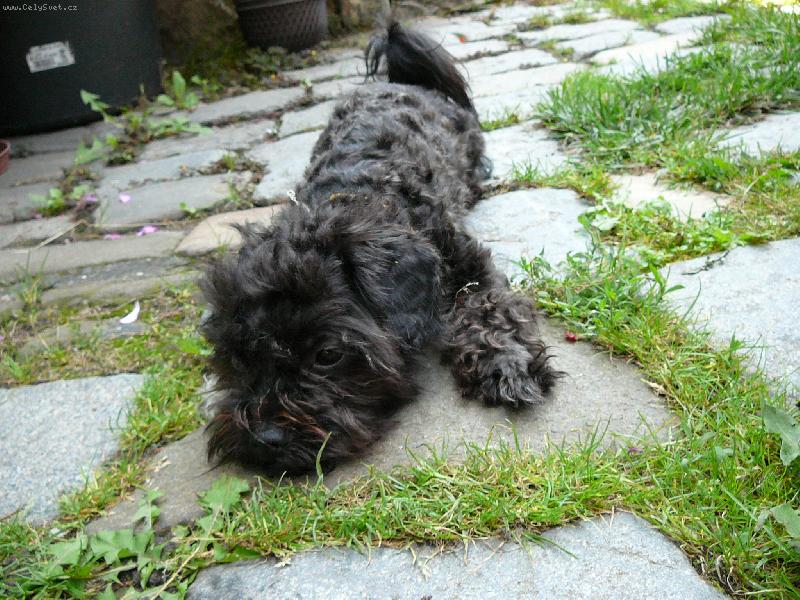 Foto: Benji