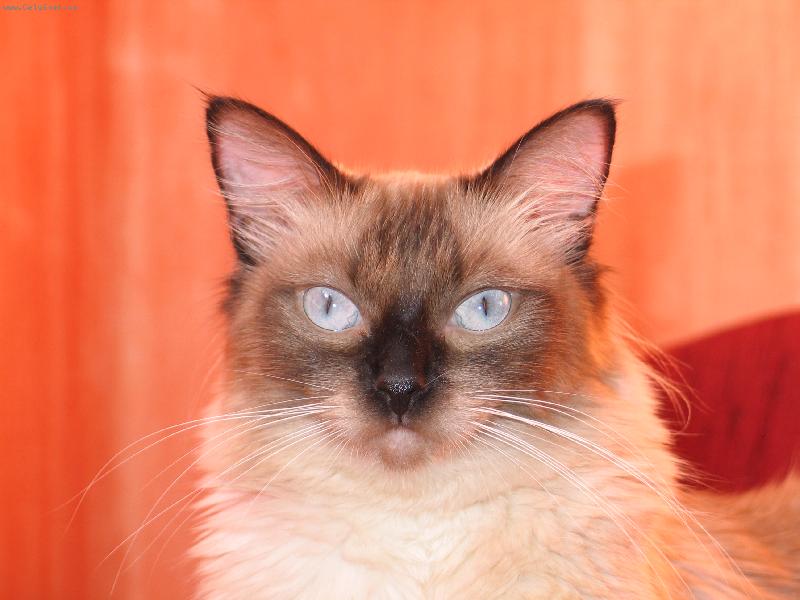 Foto: Sindinka