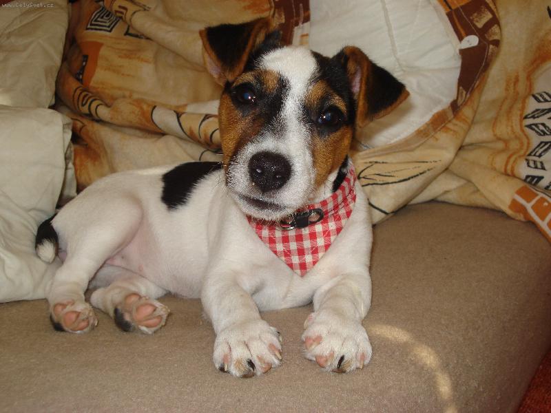 Foto: bafinka
