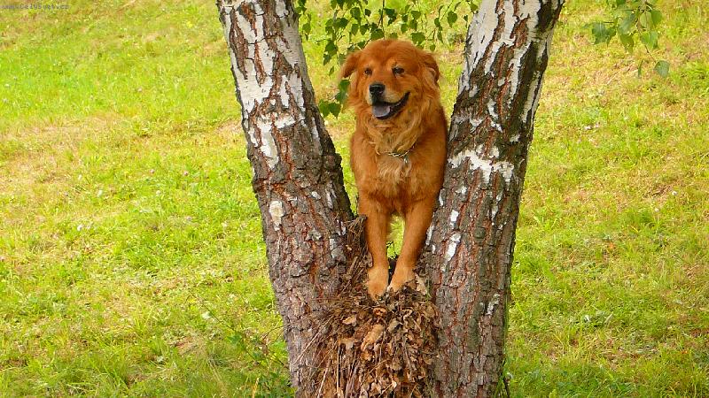 Foto: jambo-jambo