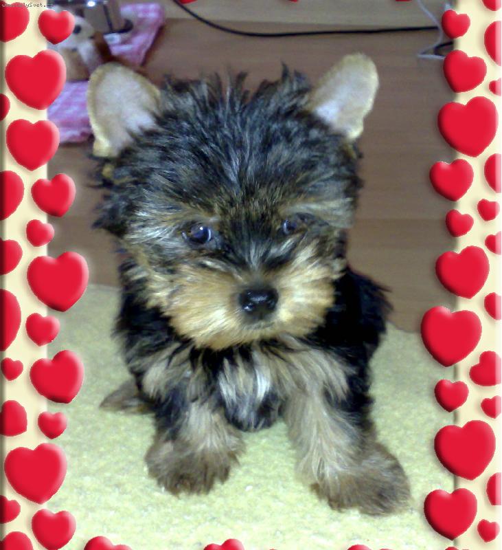 Foto: N� kluk Max