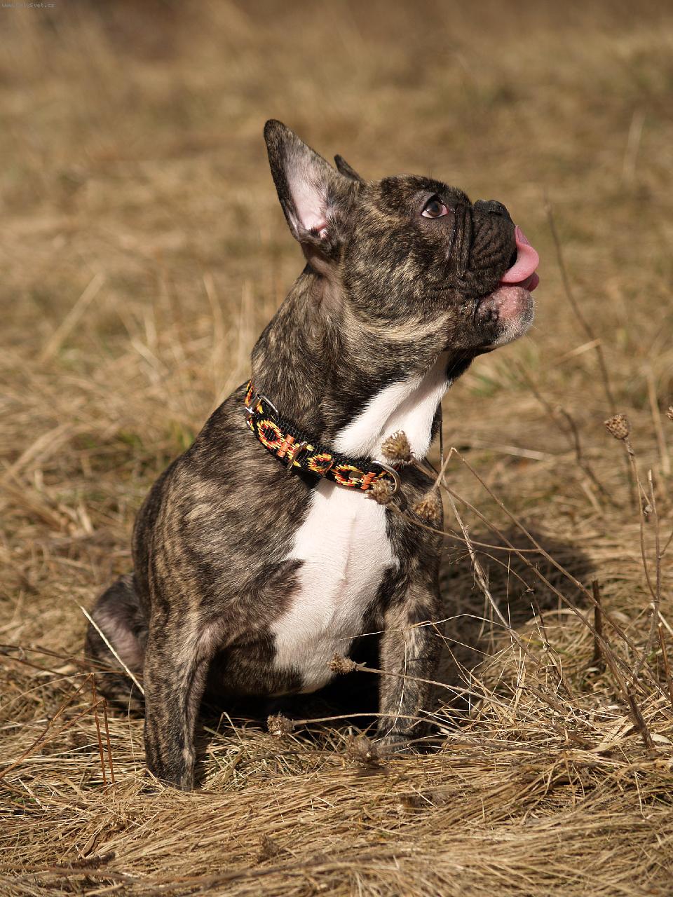 Foto: rocky2