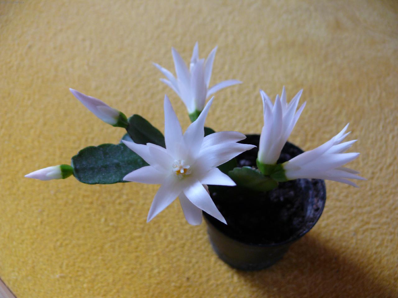 Foto: Rhipsalidopsis-b�l� kultivar