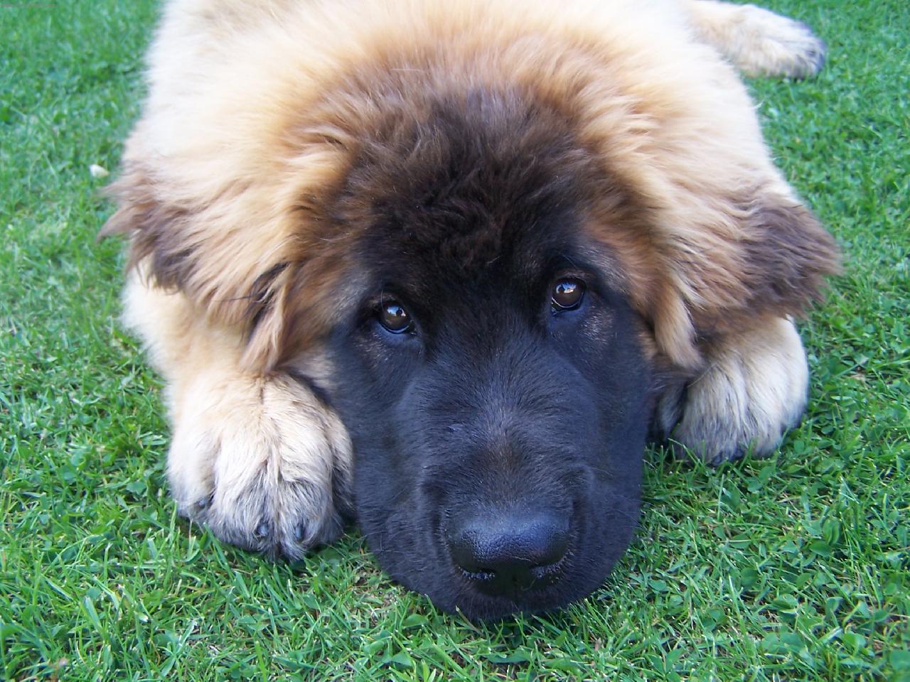 Foto: Baddy