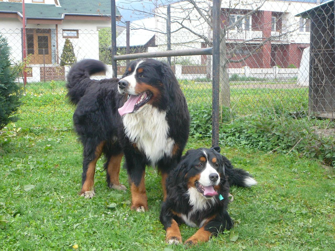 Foto: Synda a Elvis