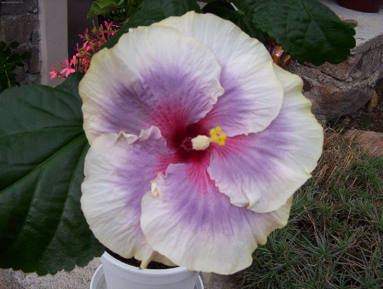 Foto: Tahitian Taui