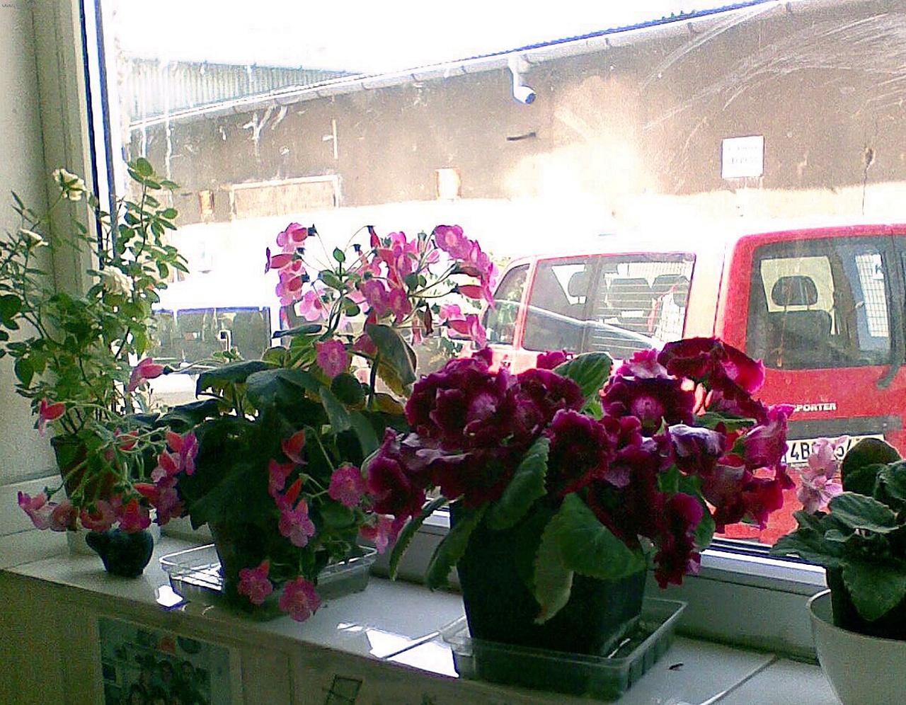 Foto: kohleria r��ov�   a gloxinie
