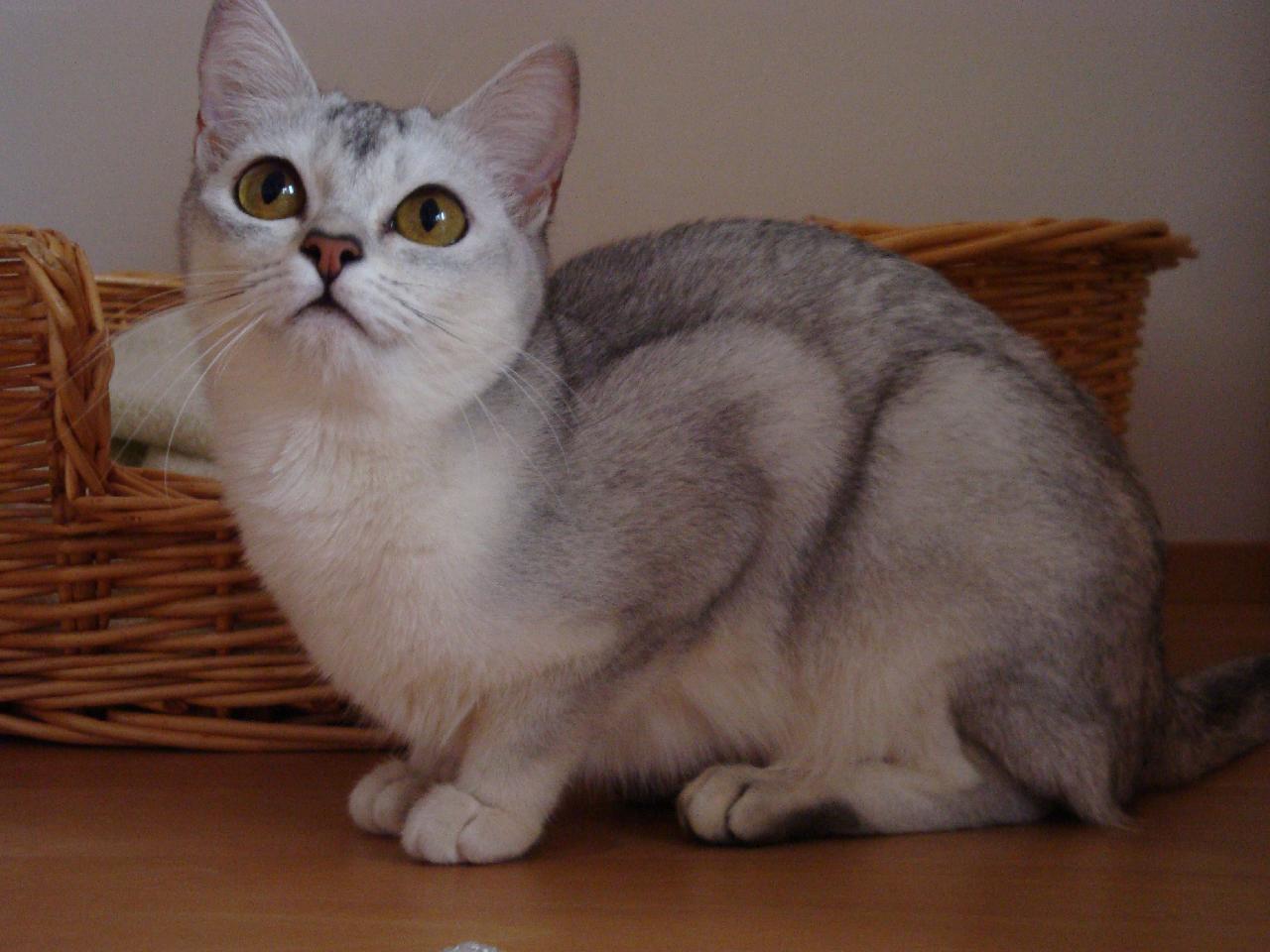 Foto: Bibiana Rare Diamond