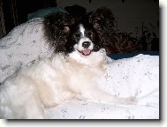P�ed sp�nkem