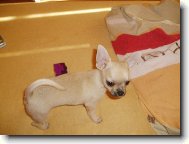 Sammy�ek
