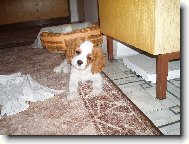 Mal� Jind�ich