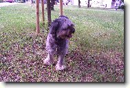 Bert�k