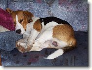 ozzy spink�