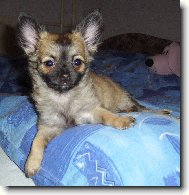 �ivo