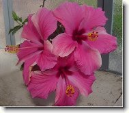 Troj�ata
