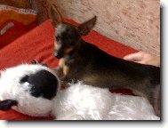 Fil�pek