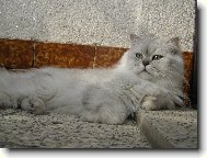M�auk