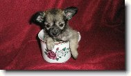 Ka�enky miminko
