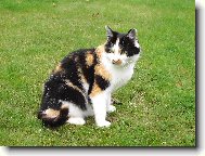 L�zinka