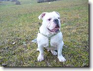 Monty n� �len
