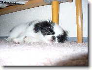 Sladk� sny